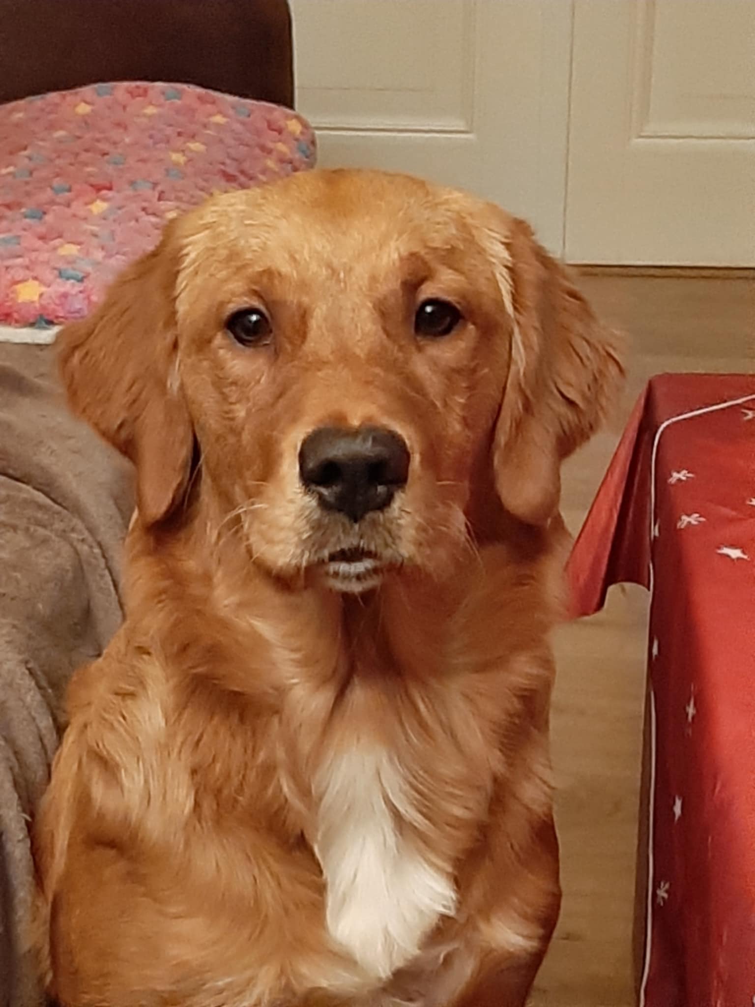 guusje